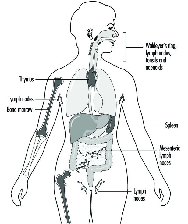 The mechanism of immunity and cytolysis. The figures in black indicate  substances with toxic action. The labelled part 'd', shows the amboceptor,  whil Stock Vector Image & Art - Alamy