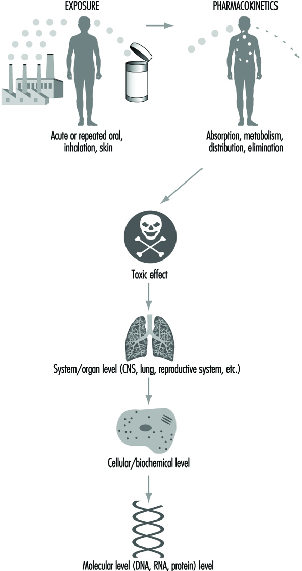 Toxicity pathways. Toxicity pathways describe the processes by